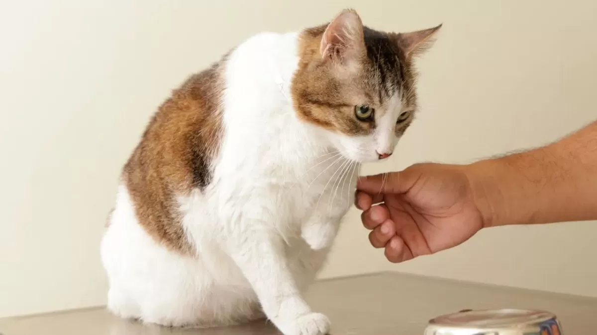 Study finds cats don't have medication flavor preferences