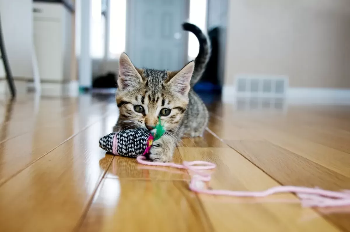 Here's Why Cats Love To Play With String