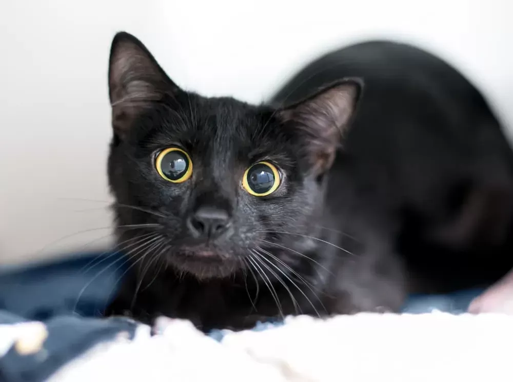 Why Do Cats Eyes Dilate When They Have Zoomies?