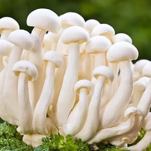 White Mushrooms