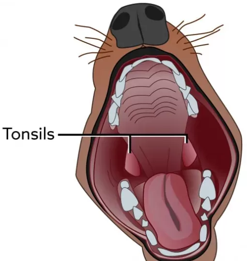 do dogs have tonsils