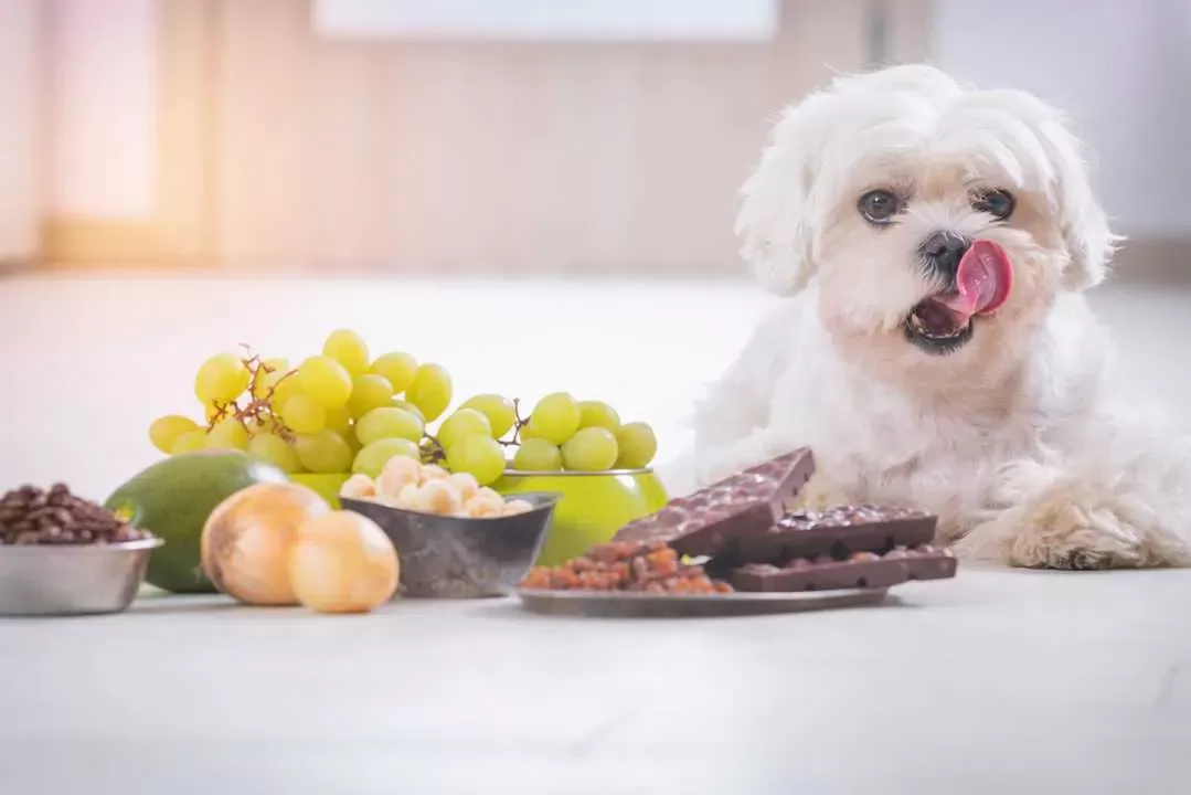 Foods Dogs Should NOT Eat