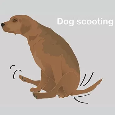 Dog scooting remedy hotsell