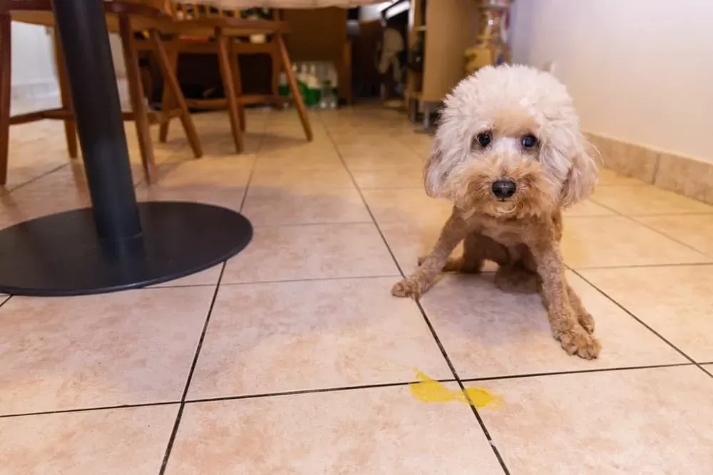 Verstehen und Ansprechen von Hunden, die gelben Schaum erbrechen