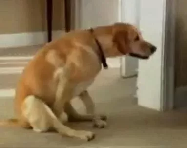 Dog Scooting