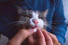 medicine for Pacing in Cats