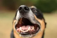 Is Bad Breath in Dogs A Sign of Illness
