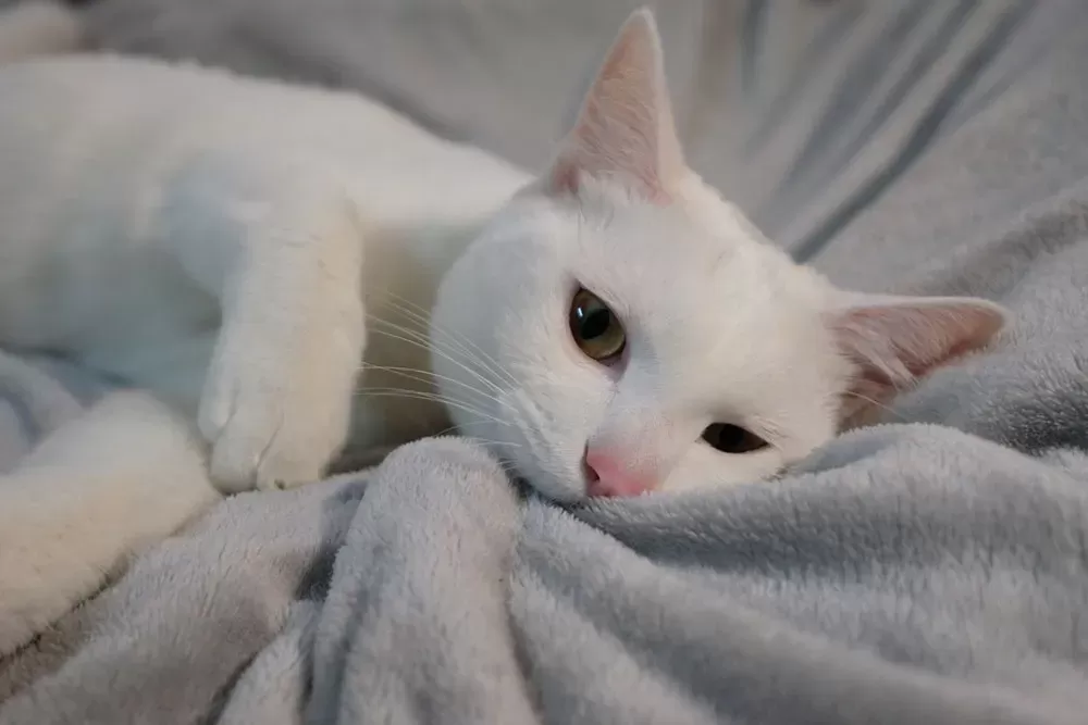 Why Do Cats Knead and Bite Blankets & What to Do About it - Cat-World