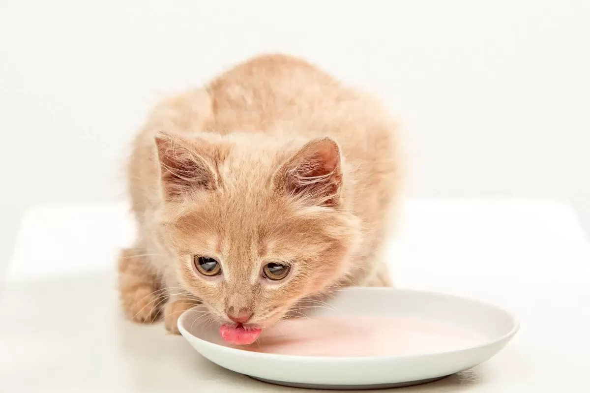 Can Cats Drink Oat Milk?