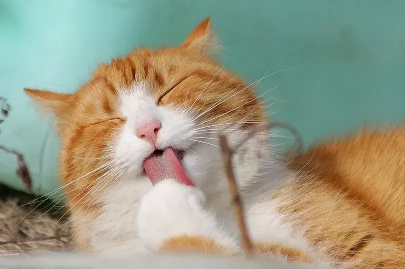 why do cats lick themselves