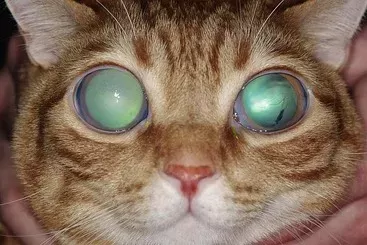 Feline Glaucoma