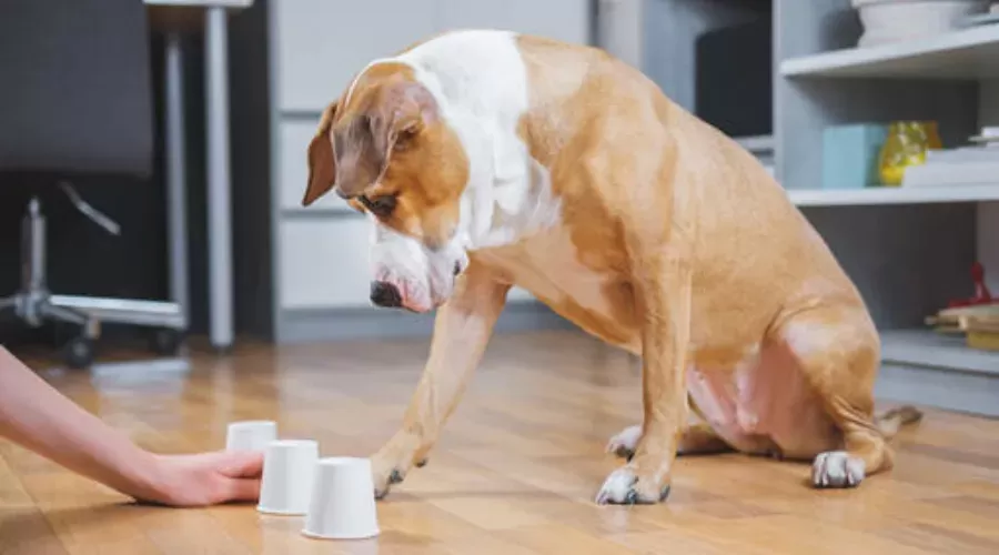 Ameliyat sonrası acı çeken bir köpek nasıl rahatlatılır