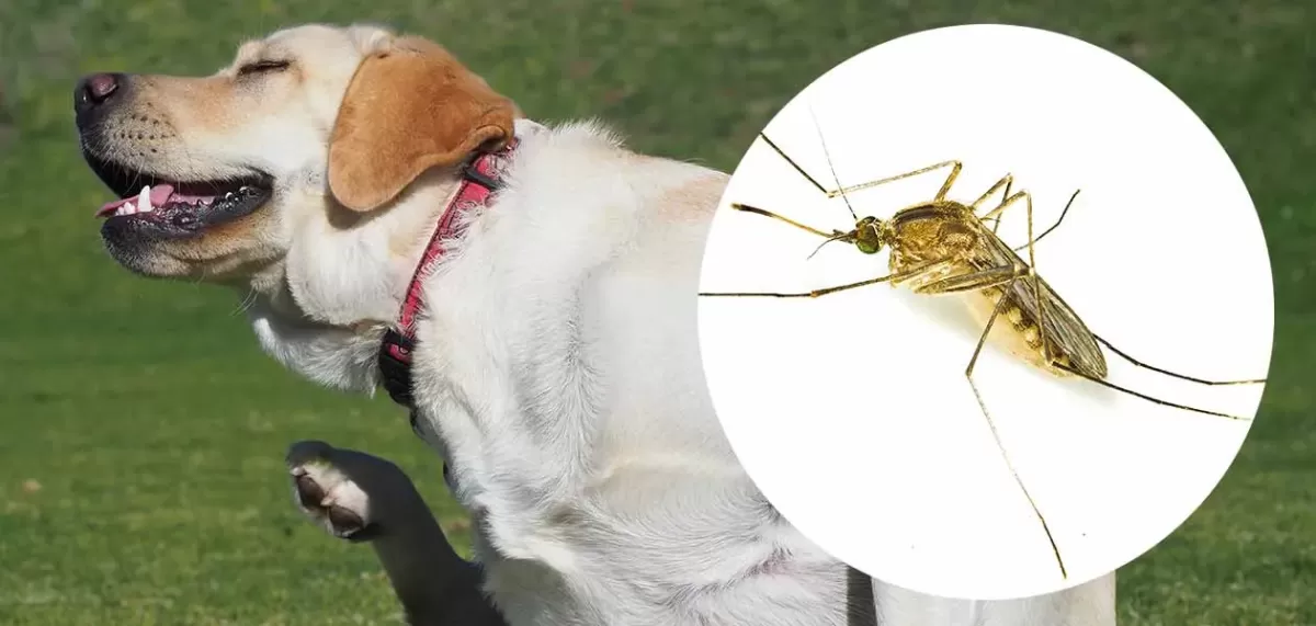 Do Gnats Bite Dogs