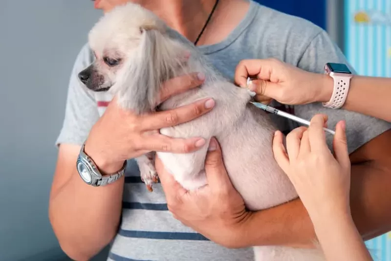 Heartworm Test for Dogs
