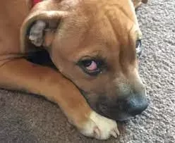 Dog Allergies Eyes: Understanding Impact on the Eyes