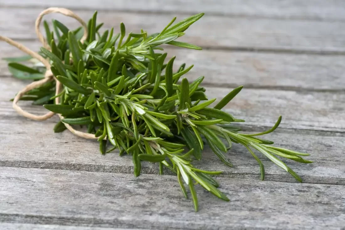 Rosemary: Health benefits, precautions, and drug interactions