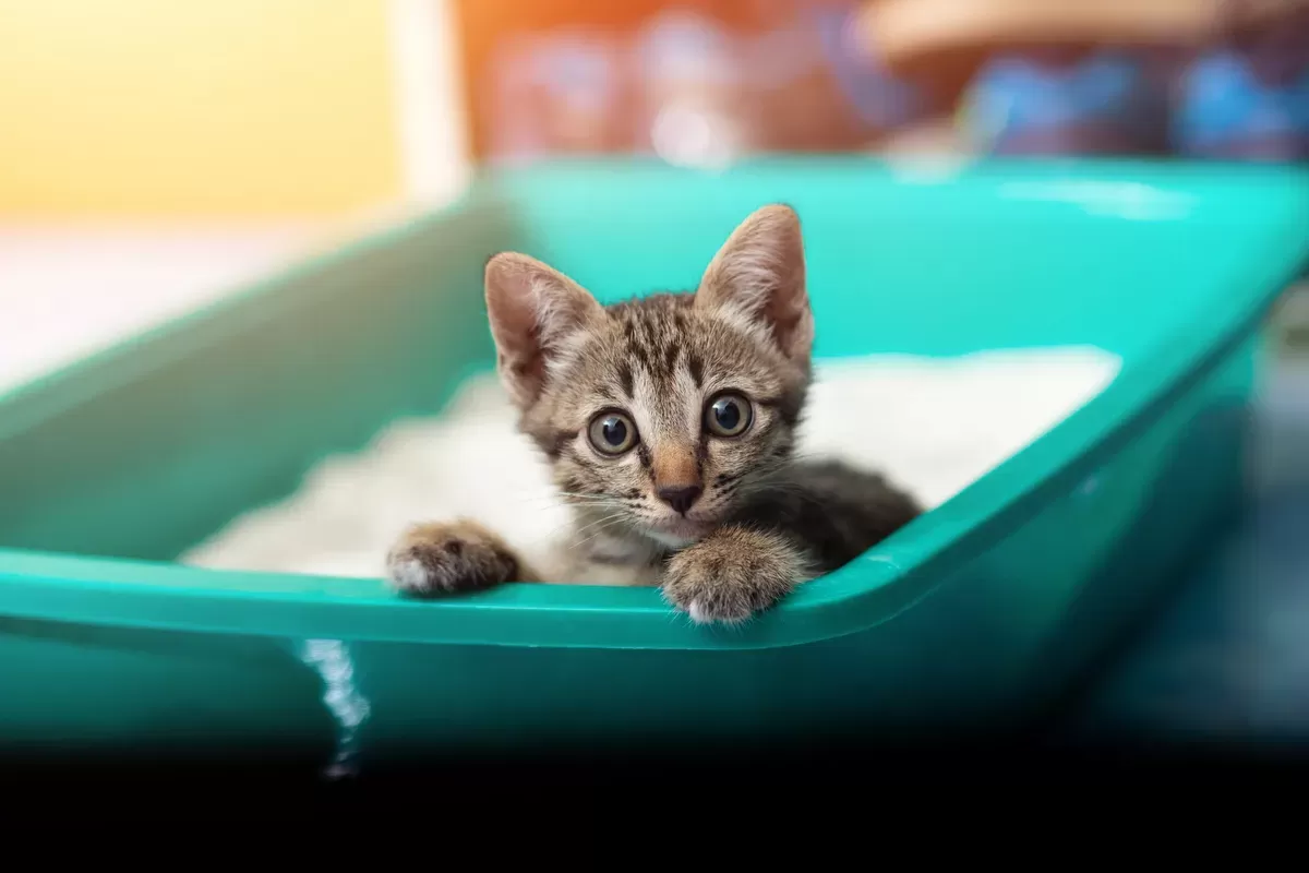 Shops cat laying in litter box sick