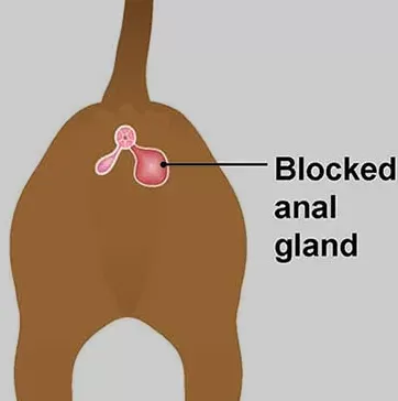 blocked Anal Gland