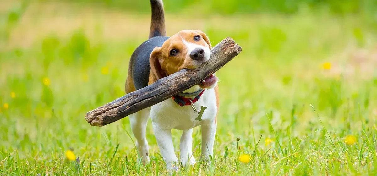 Can Dogs Chew on Sticks