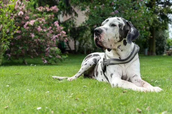 do great danes shed