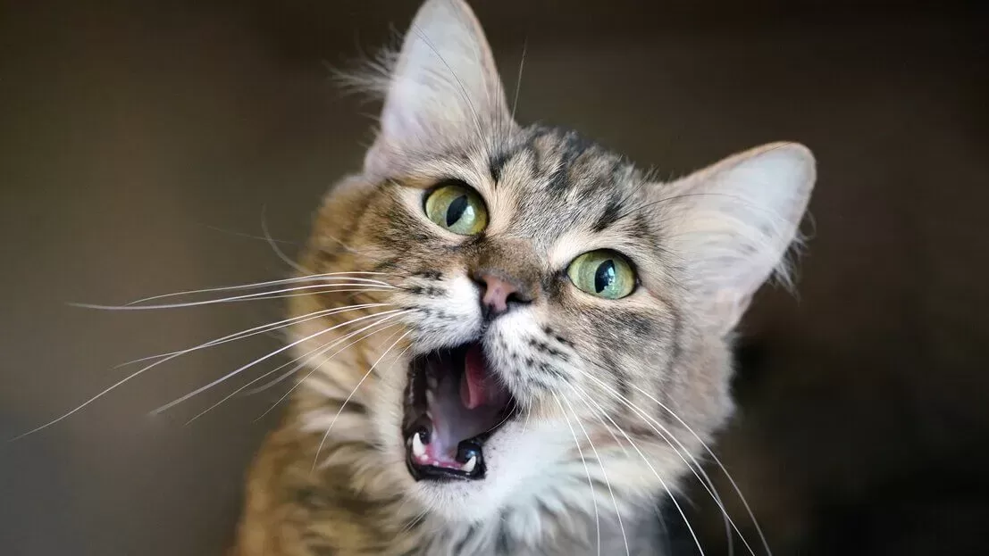 Your Cat's Broken Tooth: Symptoms, Causes, Treatments, and Costs