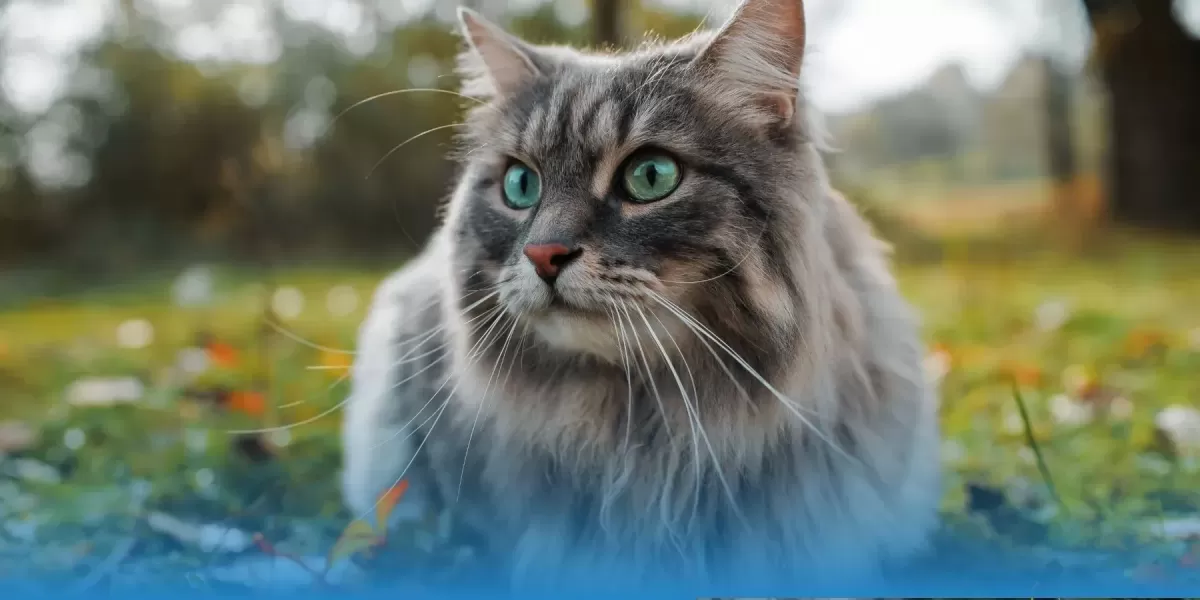 6 of the Healthiest Cat Breeds