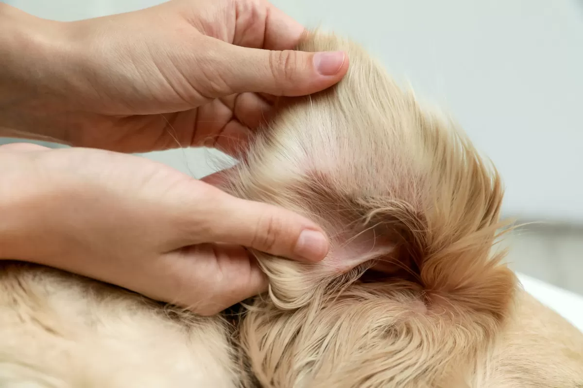 Dog Ear Plucking