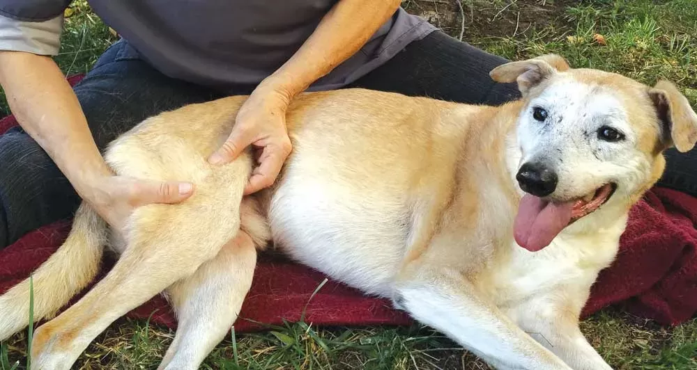 Maneiras naturais de curar a artrite em cães idosos.