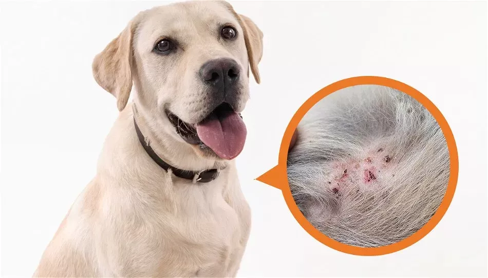 Understanding Folliculitis In Dogs