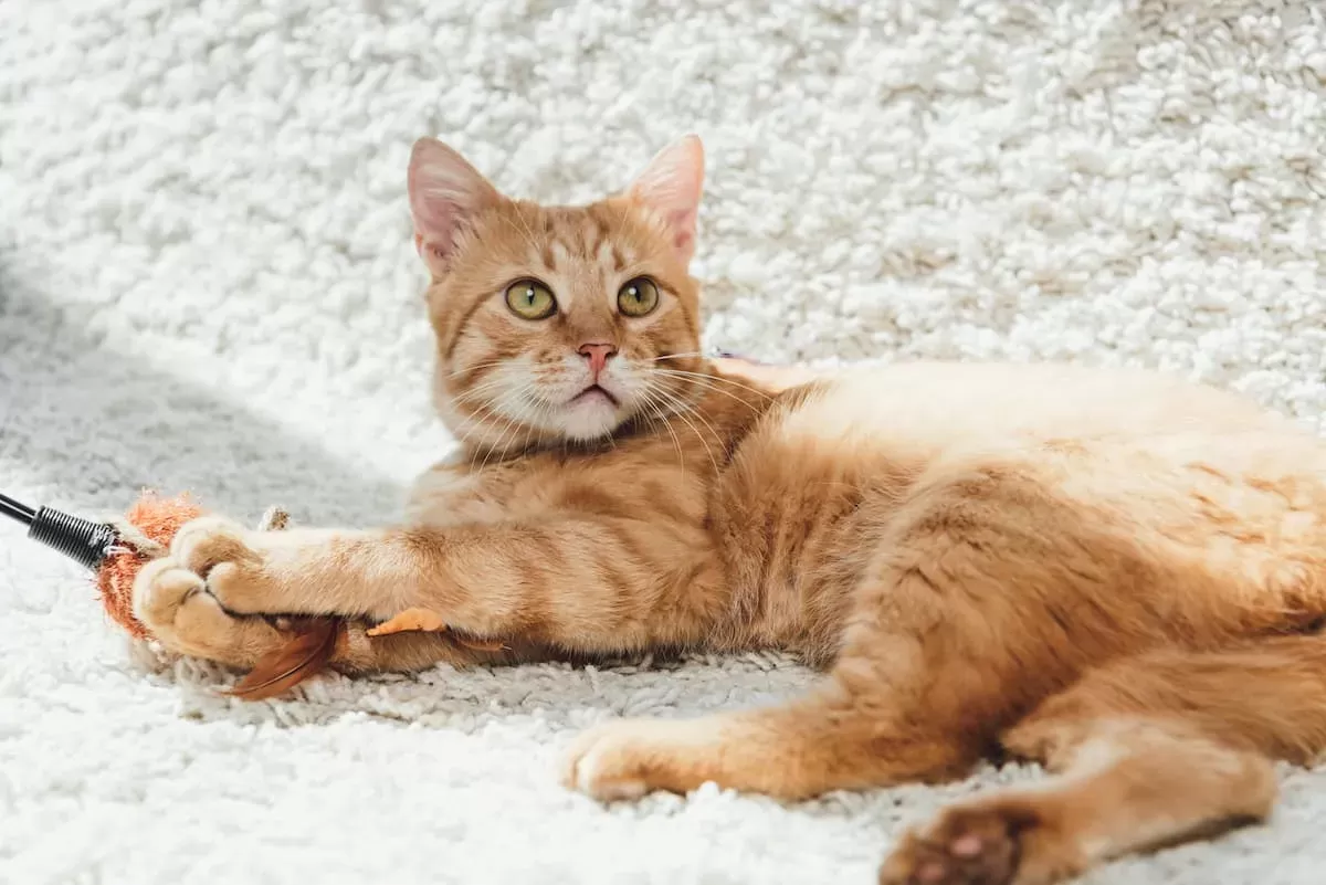 Are Orange Cats Dumb – It's A Myth!