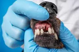 Dogs Teeth Health