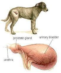 Canine Brucellosis