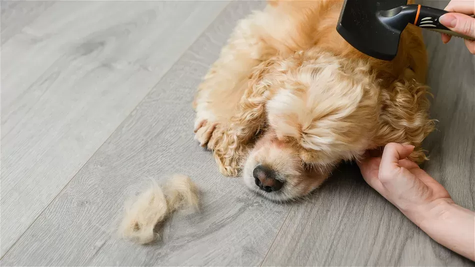 Are Cocker Spaniels Hypoallergenic