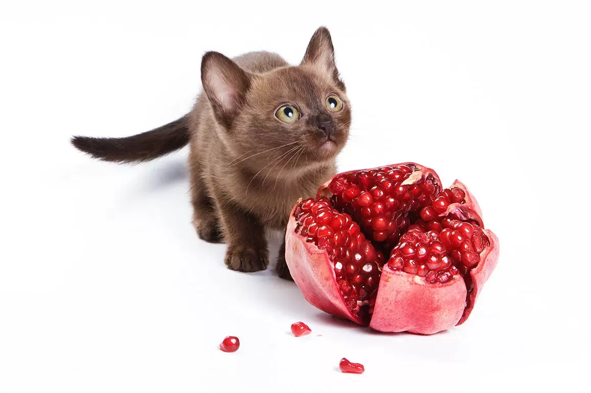 Can Cats Eat Pomegranate