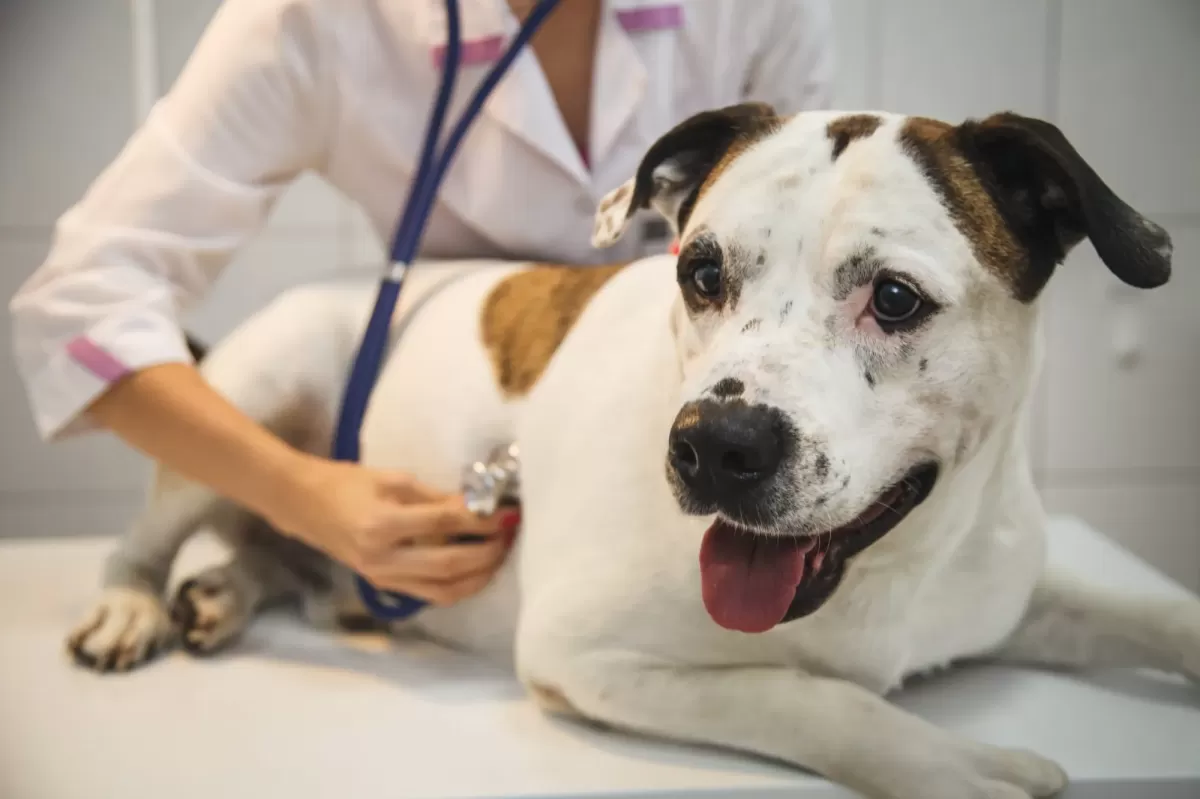 Heartworm Resistance in Dogs