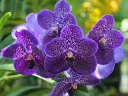 Vanda Orchids