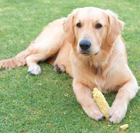 Can Dogs Eat Corn Cobs?