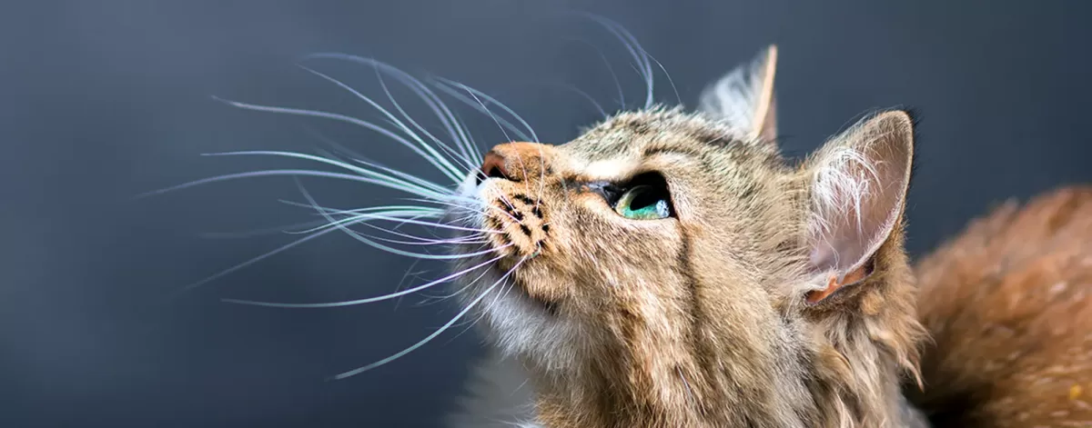 Why Do Cats Have Whiskers? 