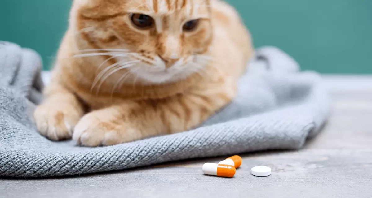 Navigating Amoxicillin Dosage for Cats: A Comprehensive Guide 