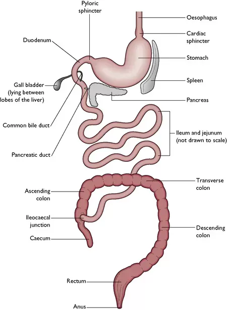 digestive tract of dog 