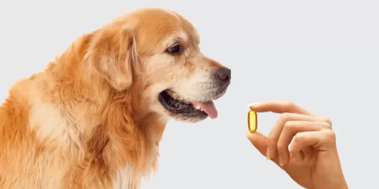 Omega-3 for Dogs