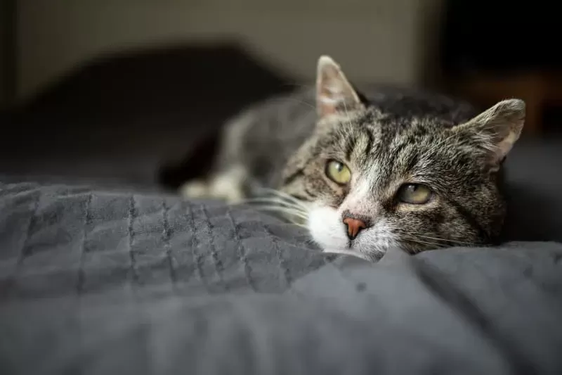 Upper Respiratory Infection in Cats Causes, Symptoms, and Treatment