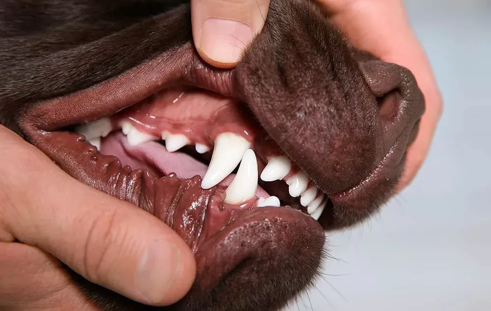 Dogs Teeth Health