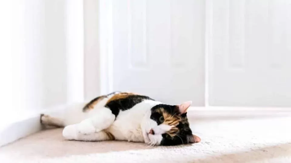 ¿Cuánto tiempo se puede dejar solo a un gato? Puainta