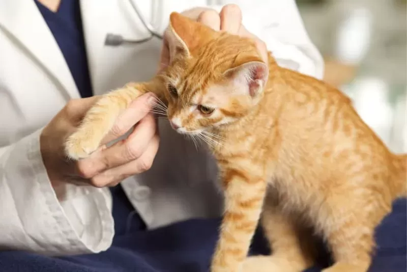 Cat Limping Causes, Symptoms, and CarePuainta®