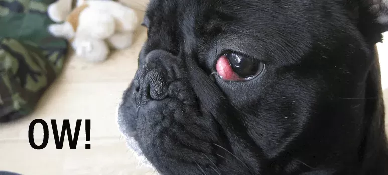 French Bulldog Cherry Eye