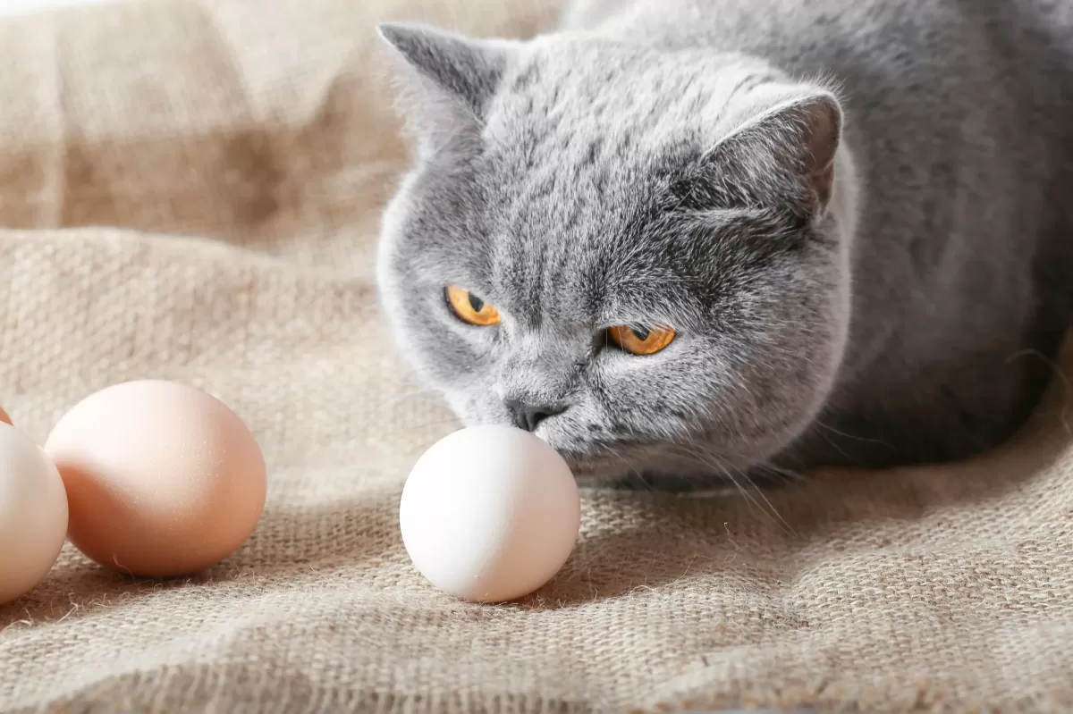 Can Cats Eat Eggs