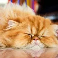 Persian-cat-sleeping.webp