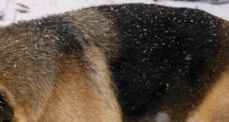 how to treat dandruff in dogs naturally