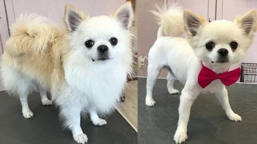 Do Long Haired Chihuahuas Need Haircuts